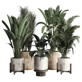 Collection indoor plant